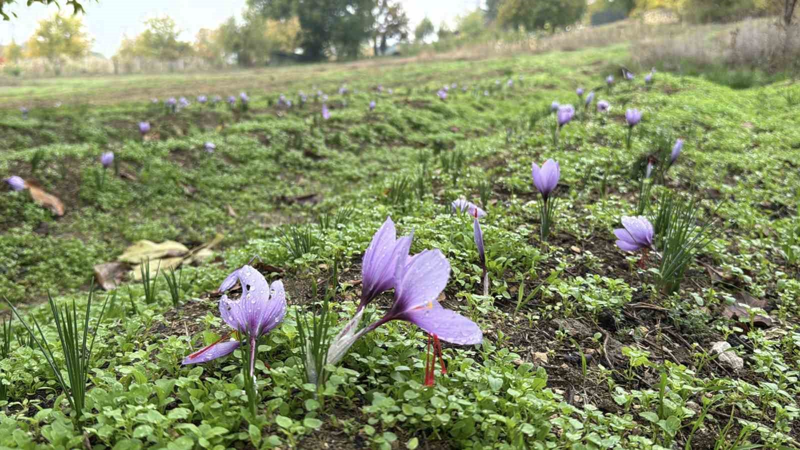 ’Dünyanın en pahalı baharatı’ safranın kilogramı 600 bin liradan satılacak
