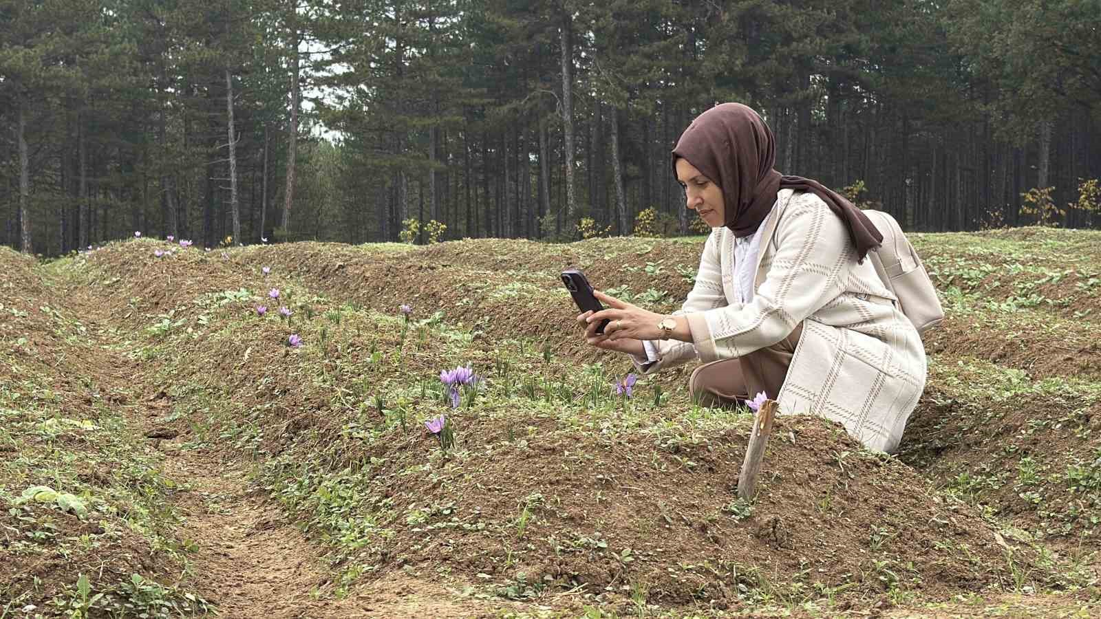 ’Dünyanın en pahalı baharatı’ safranın kilogramı 600 bin liradan satılacak