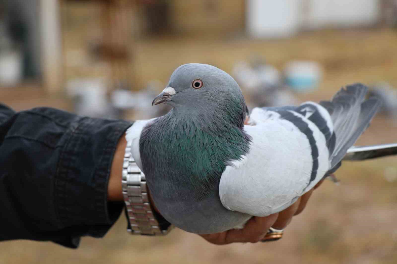 Değeri yarım milyondan fazla, yurt dışından bile talep görüyor