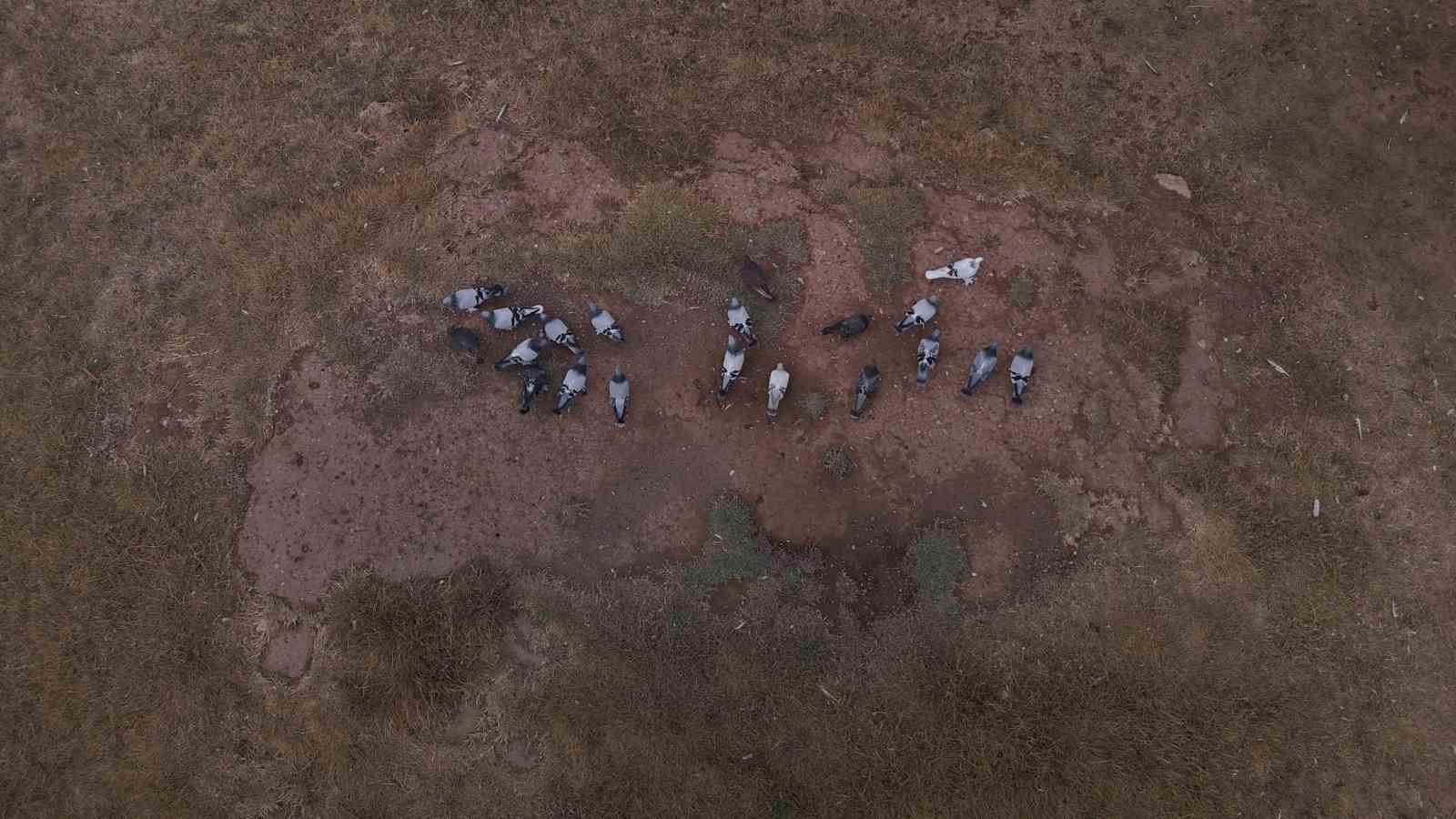 Değeri yarım milyondan fazla, yurt dışından bile talep görüyor