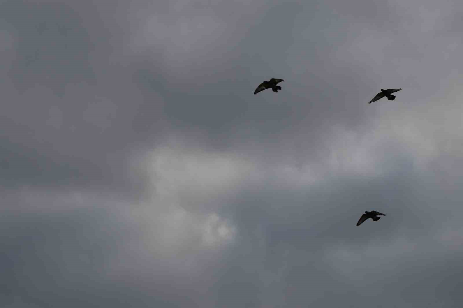 Değeri yarım milyondan fazla, yurt dışından bile talep görüyor