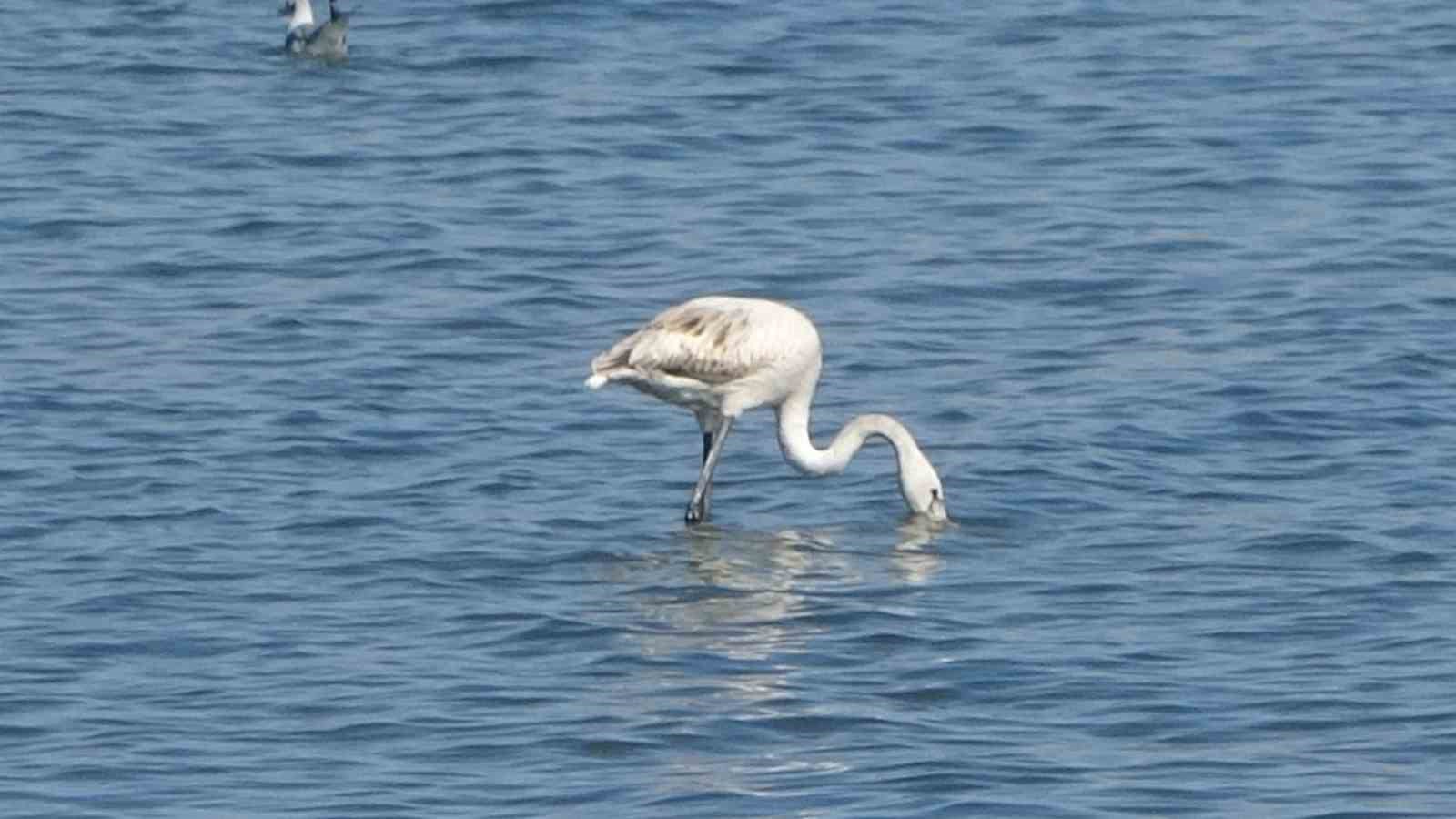 Flamingoların yeni gözdesi: İskele sahili