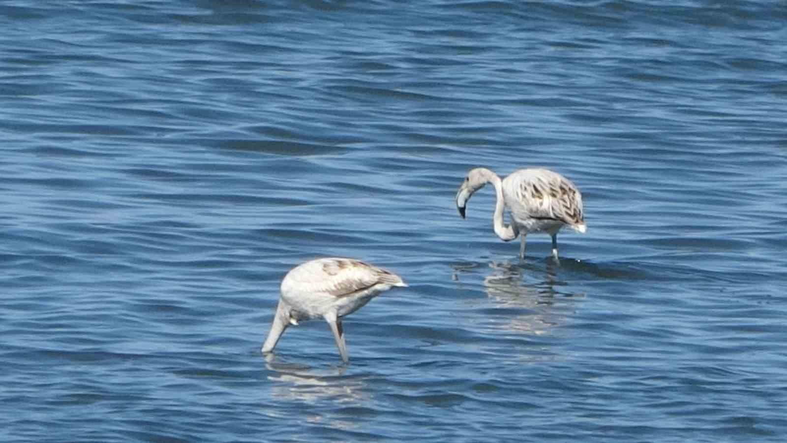 Flamingoların yeni gözdesi: İskele sahili