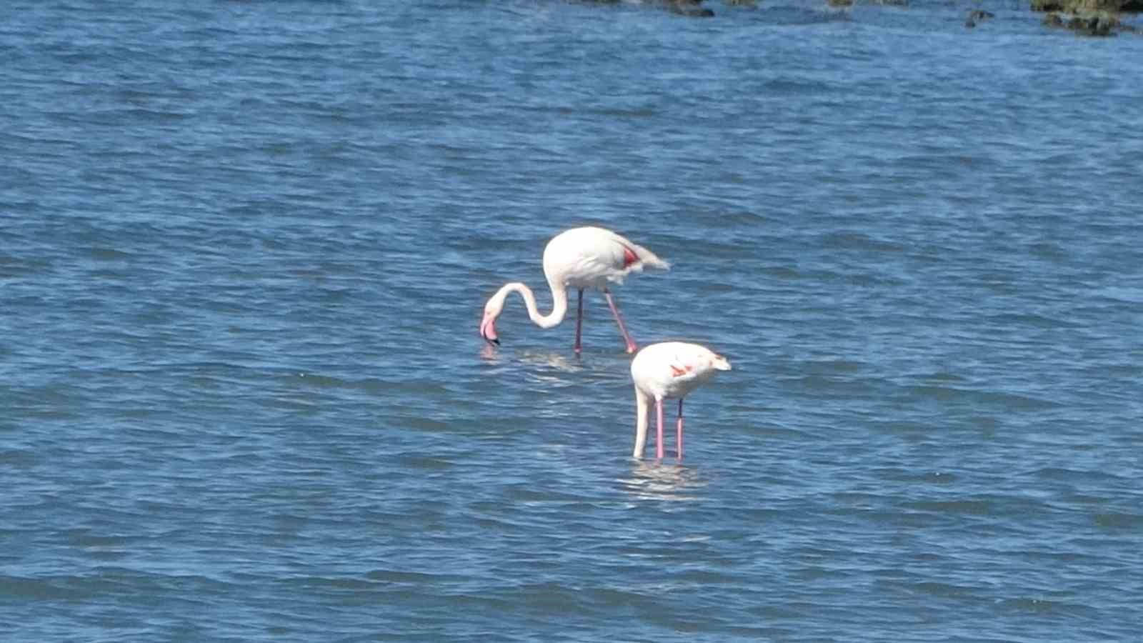 Flamingoların yeni gözdesi: İskele sahili