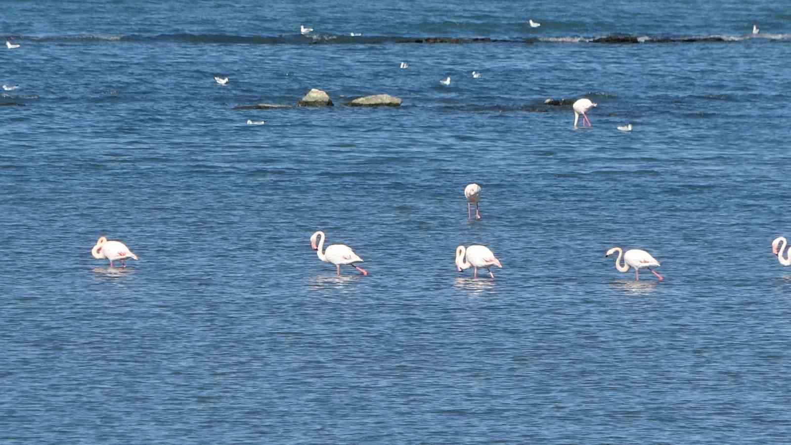Flamingoların yeni gözdesi: İskele sahili