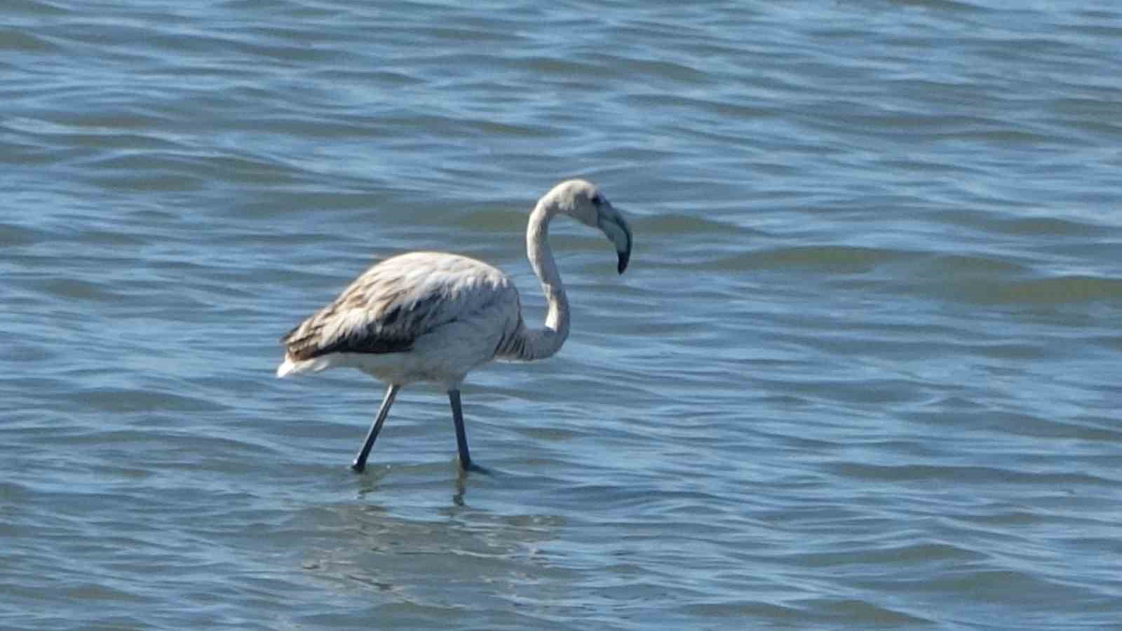 Flamingoların yeni gözdesi: İskele sahili