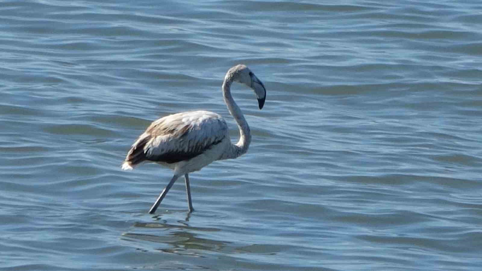 Flamingoların yeni gözdesi: İskele sahili