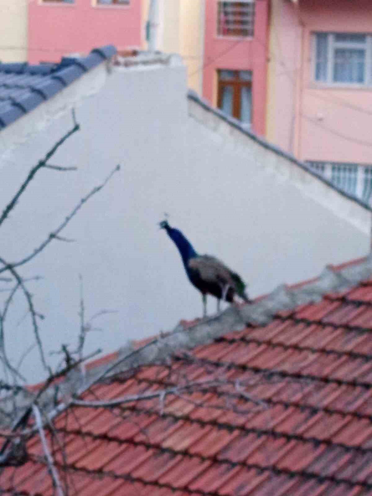 Müstakil evin çatısında gezen tavus kuşu ilginç görüntü oluşturdu