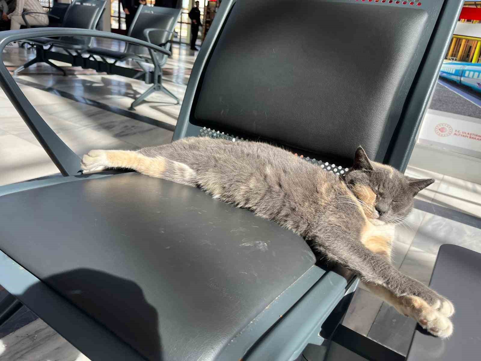 Soğuktan kaçan patili misafir, gar koltuğunda güneş keyfi yaptı