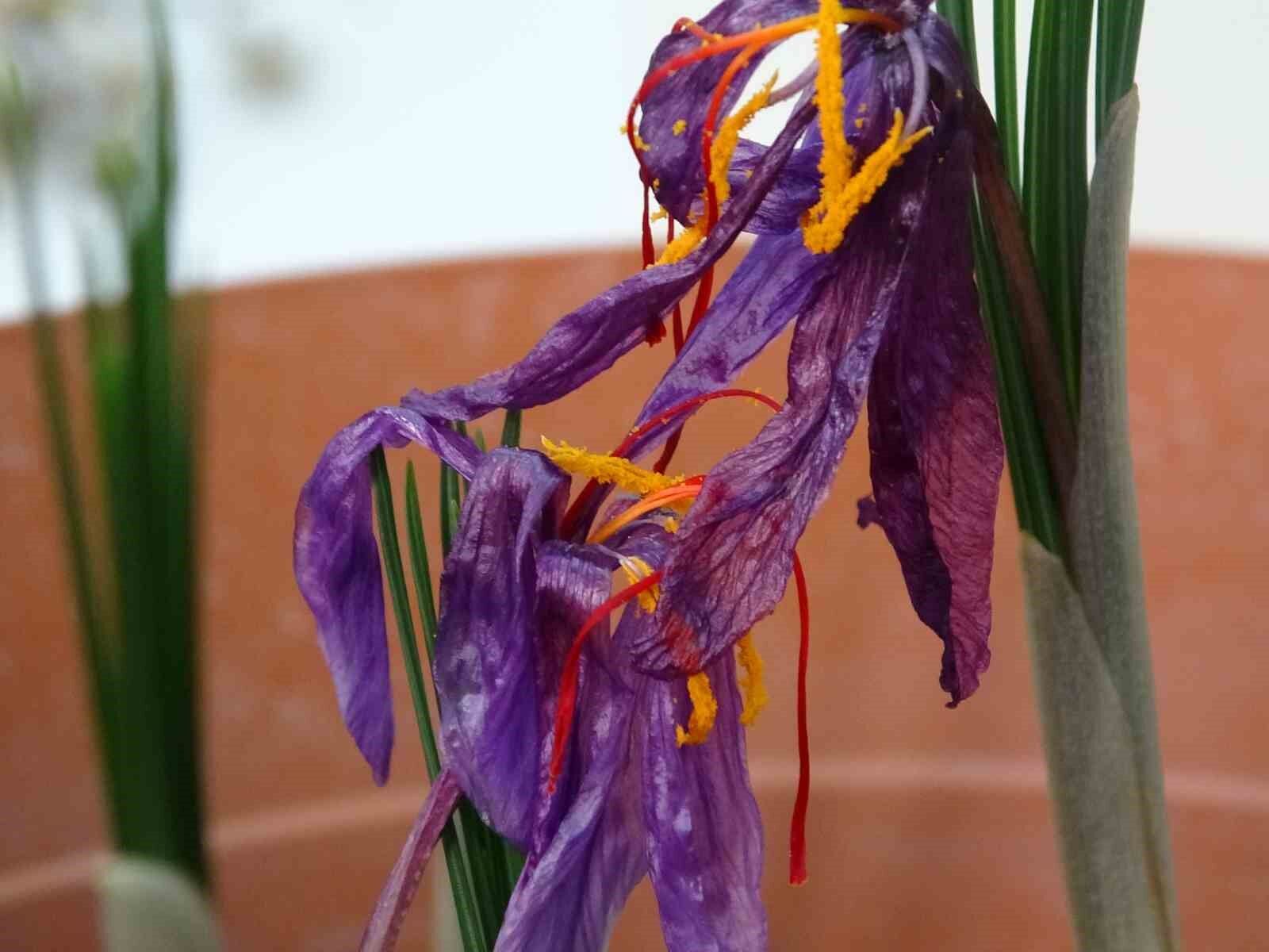 VANF Herbaryumu’nda safran koruma altında