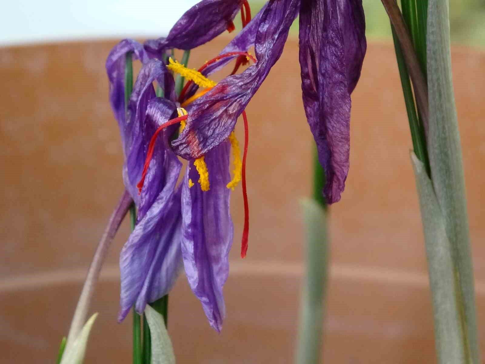 VANF Herbaryumu’nda safran koruma altında