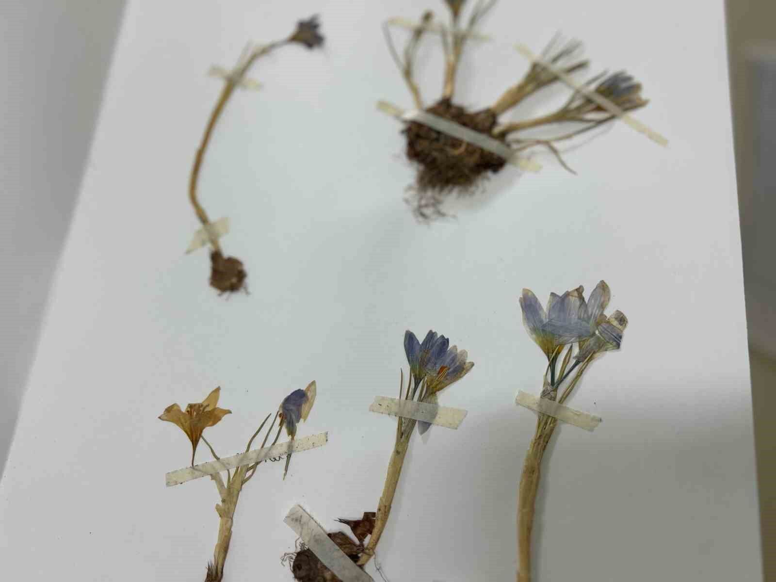 VANF Herbaryumu’nda safran koruma altında