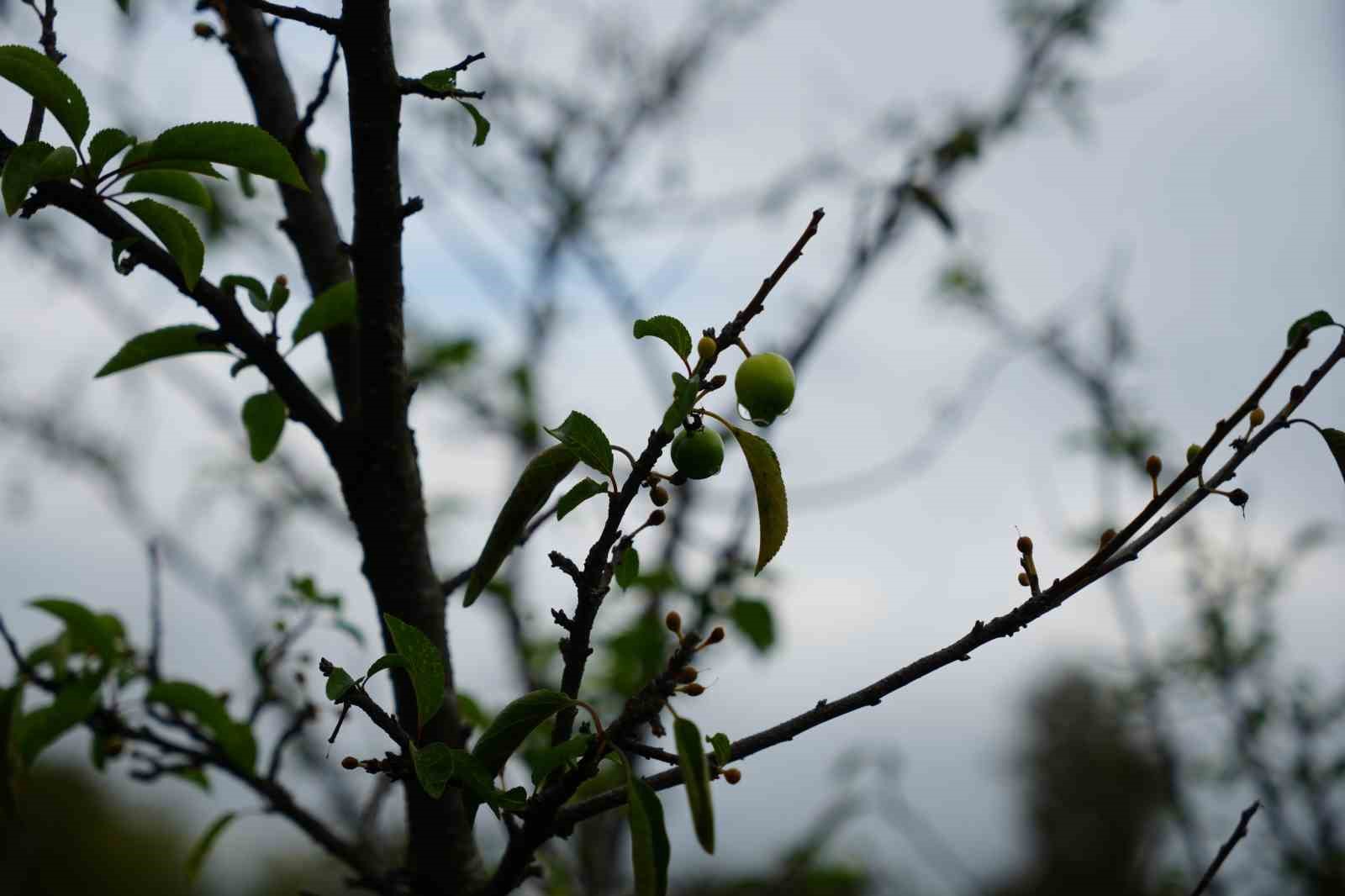 Kış ayına günler kala çiçek açan erik ağaçları meyve verdi