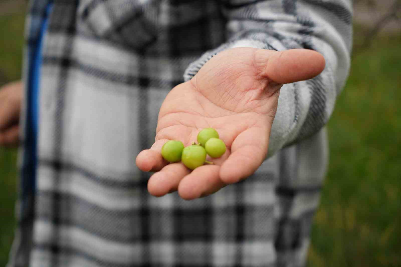 Kış ayına günler kala çiçek açan erik ağaçları meyve verdi