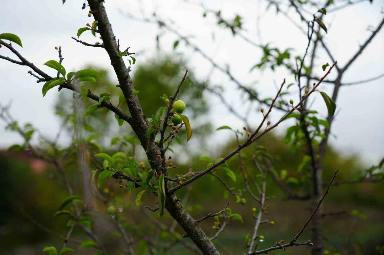 Kış ayına günler kala çiçek açan erik ağaçları meyve verdi