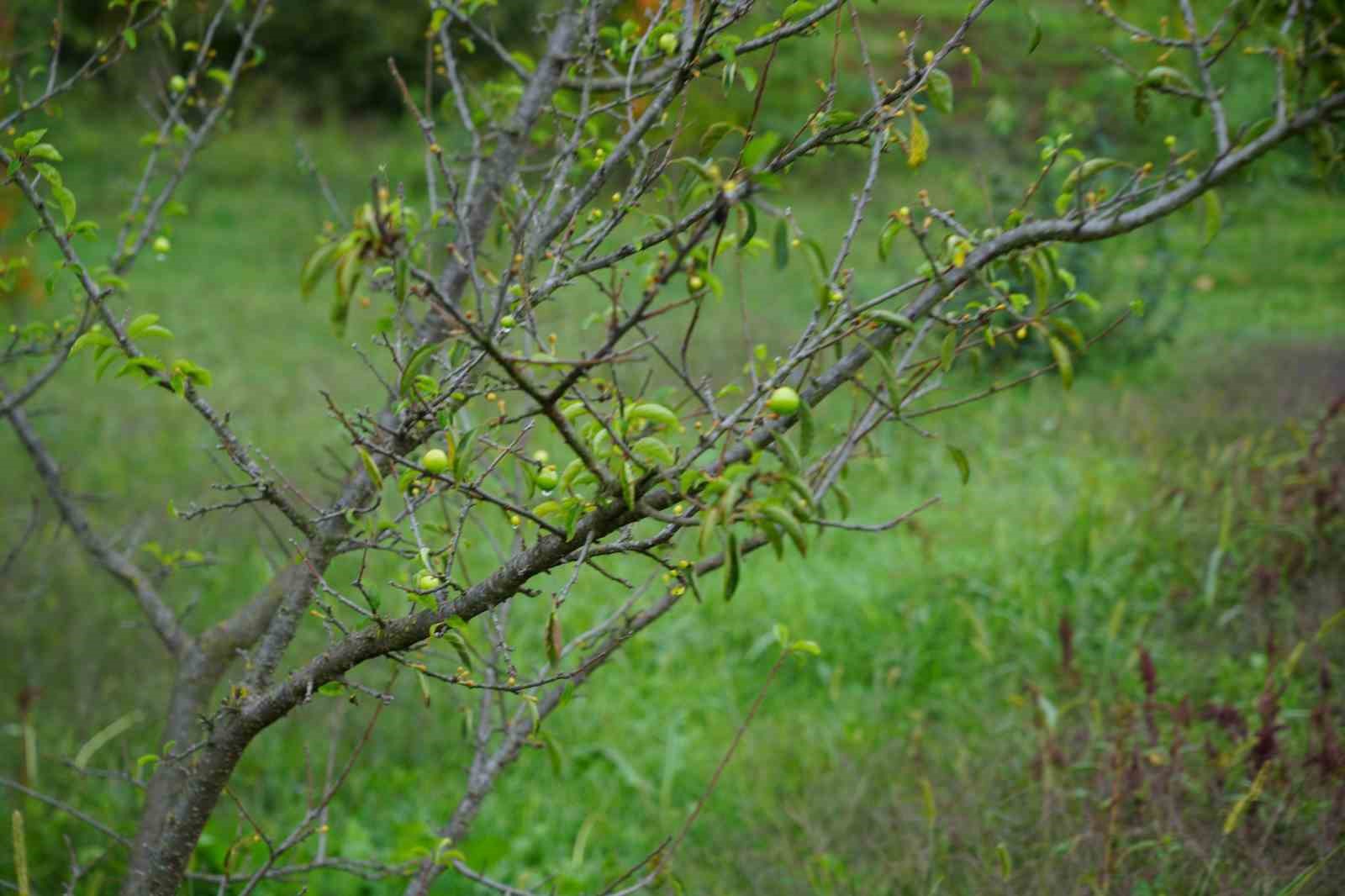 Kış ayına günler kala çiçek açan erik ağaçları meyve verdi