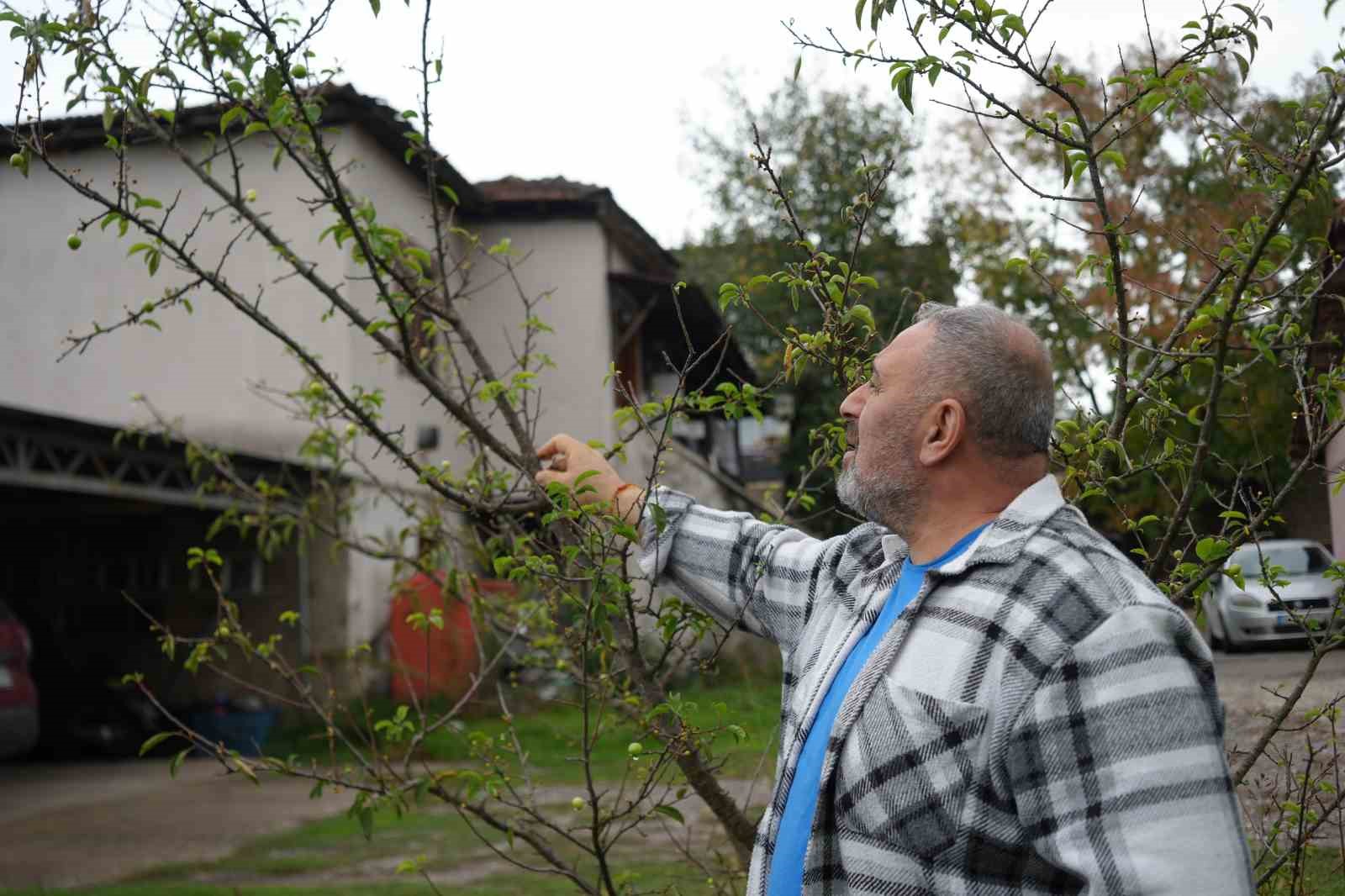 Kış ayına günler kala çiçek açan erik ağaçları meyve verdi