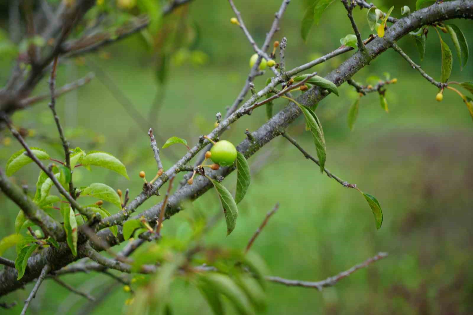 Kış ayına günler kala çiçek açan erik ağaçları meyve verdi