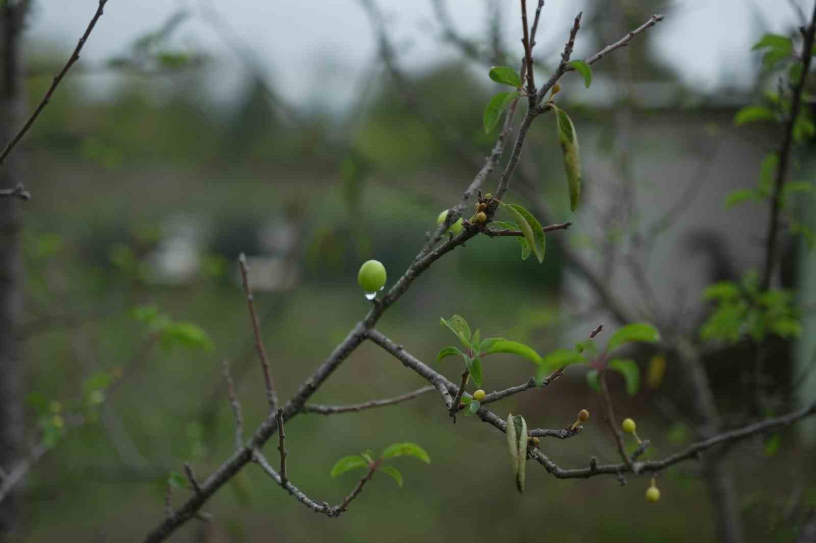 Kış ayına günler kala çiçek açan erik ağaçları meyve verdi