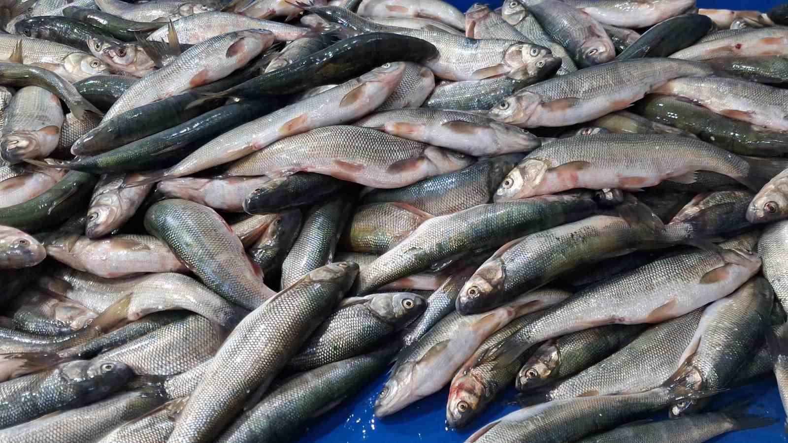 Van’da havaların soğumasıyla inci kefaline ilgi arttı