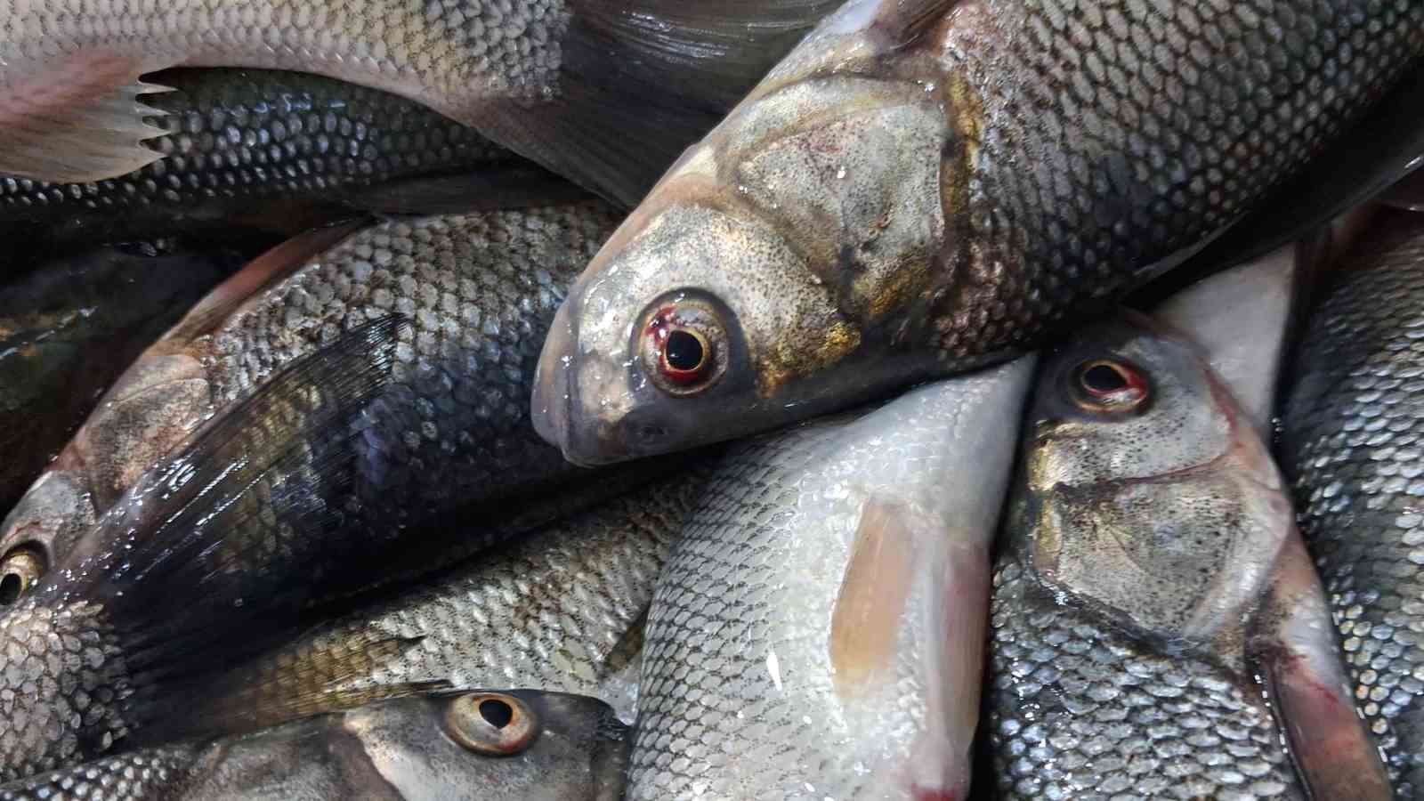 Van’da havaların soğumasıyla inci kefaline ilgi arttı