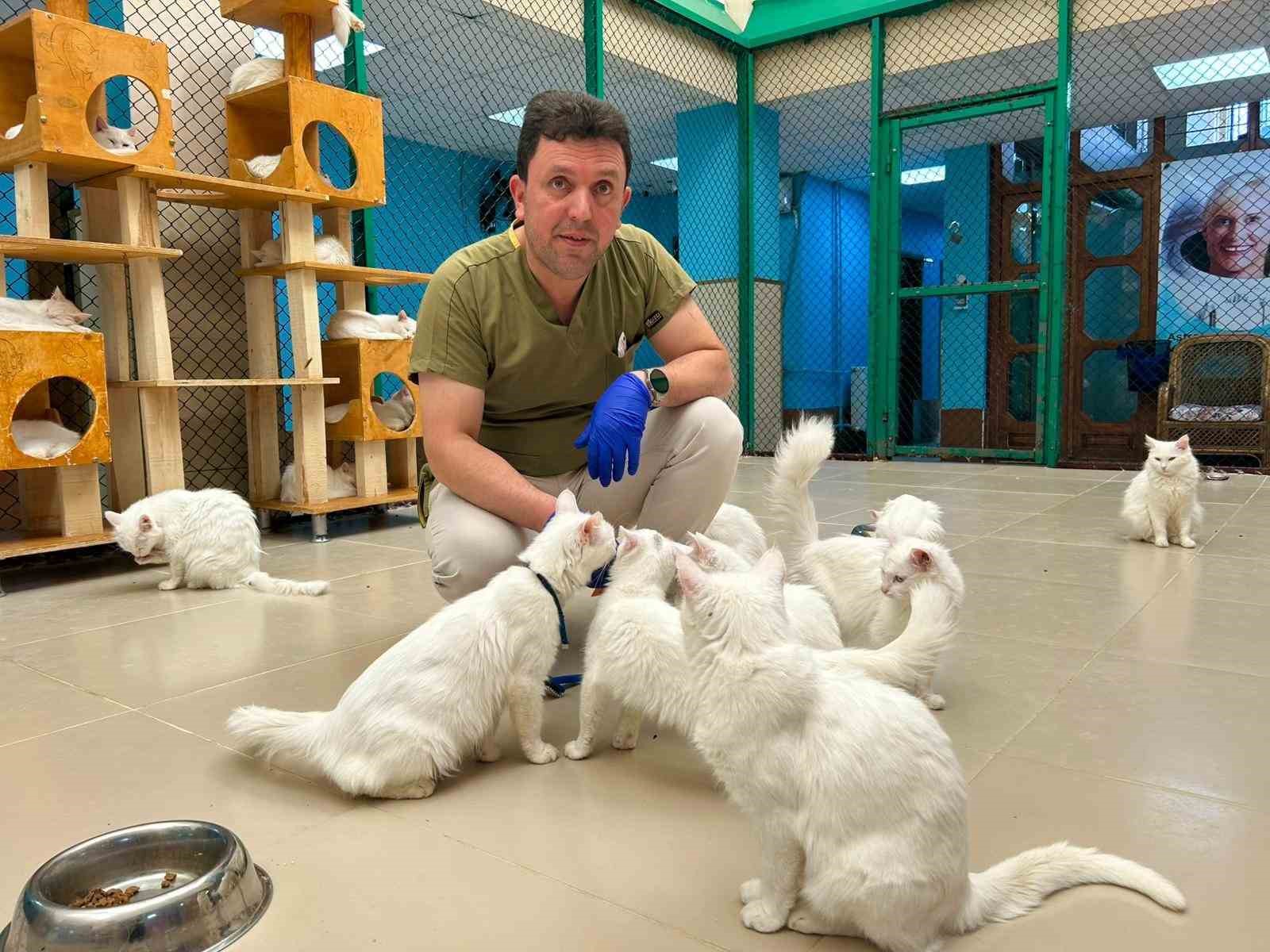 30 yıllık emek: Van kedilerine bir ömür adadı