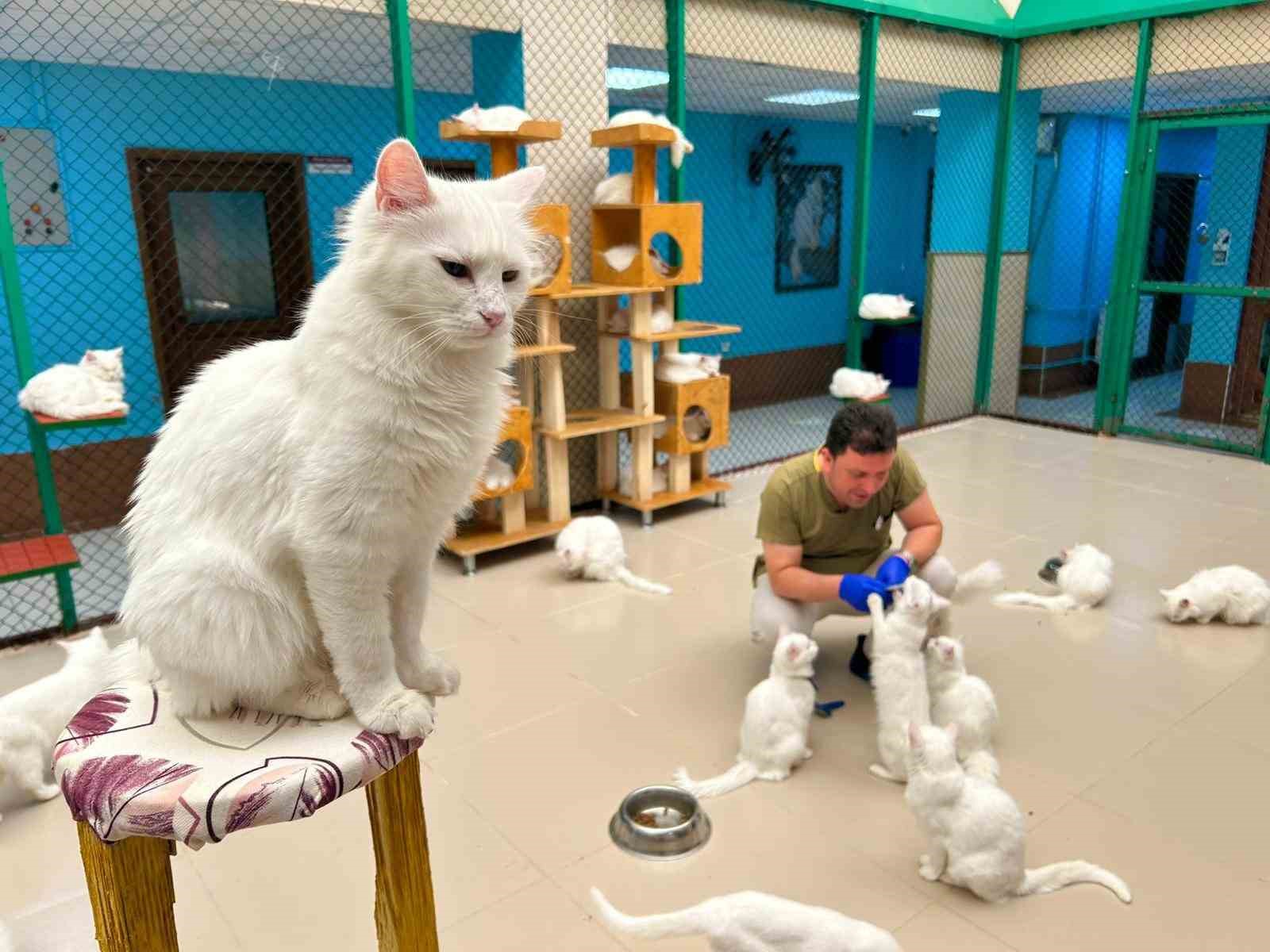 30 yıllık emek: Van kedilerine bir ömür adadı