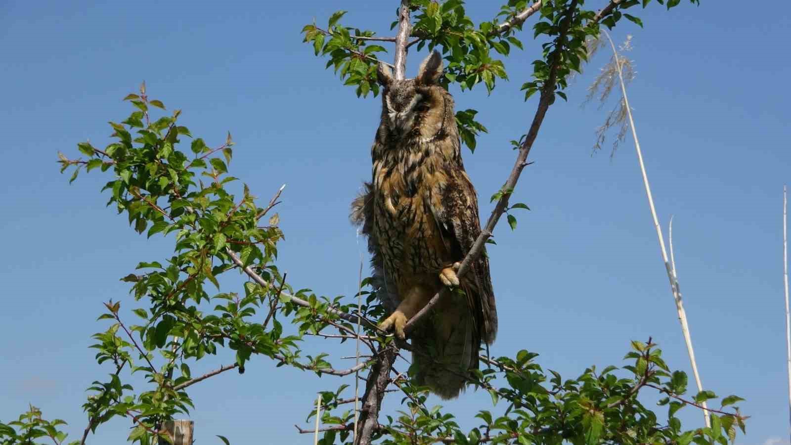 Yaban hayatın sessiz kahramanı: 9 ayda 500’e yakın hayvana müdahale etti