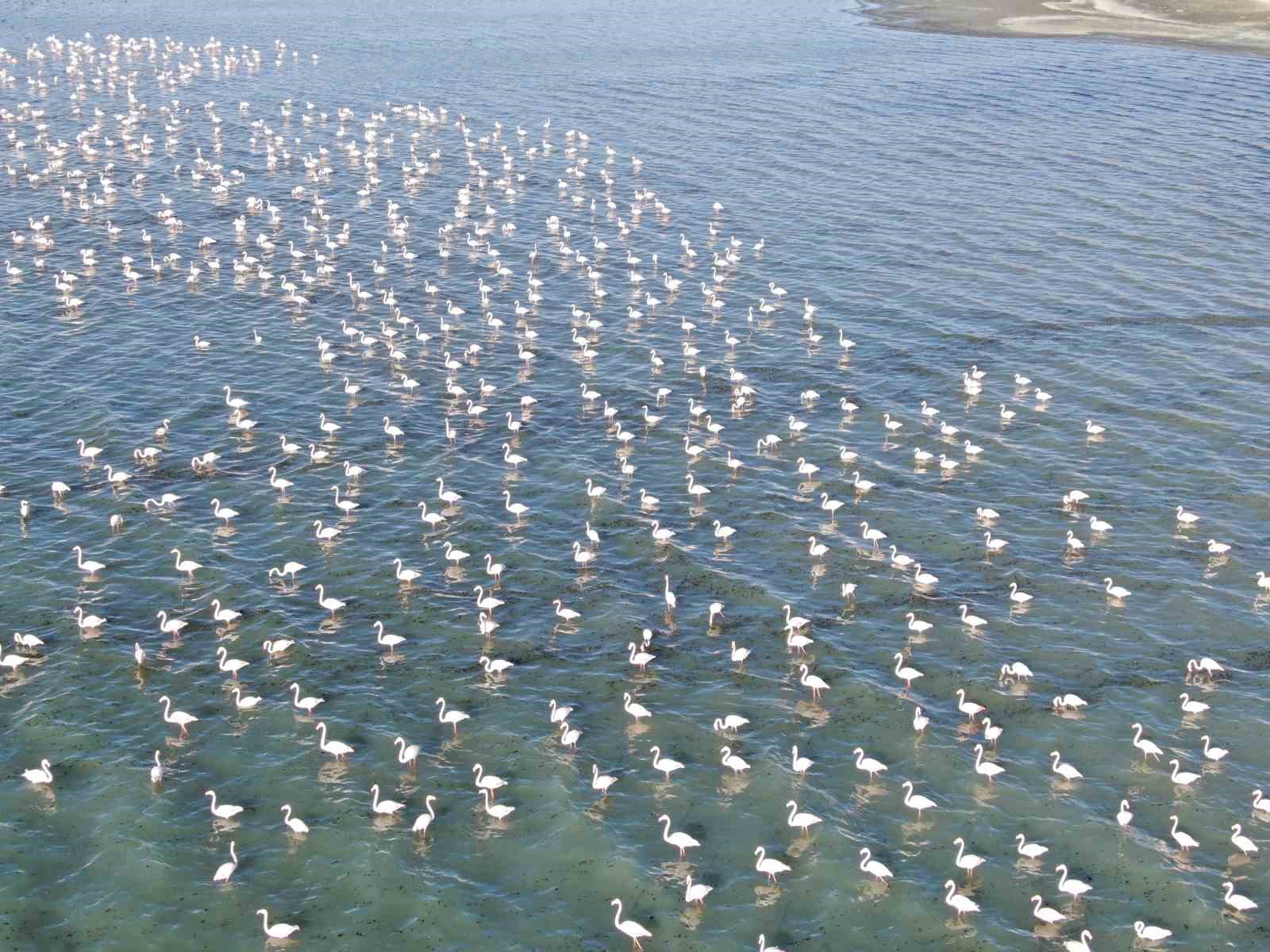 Van Gölü havzası flamingolarla renkleniyor