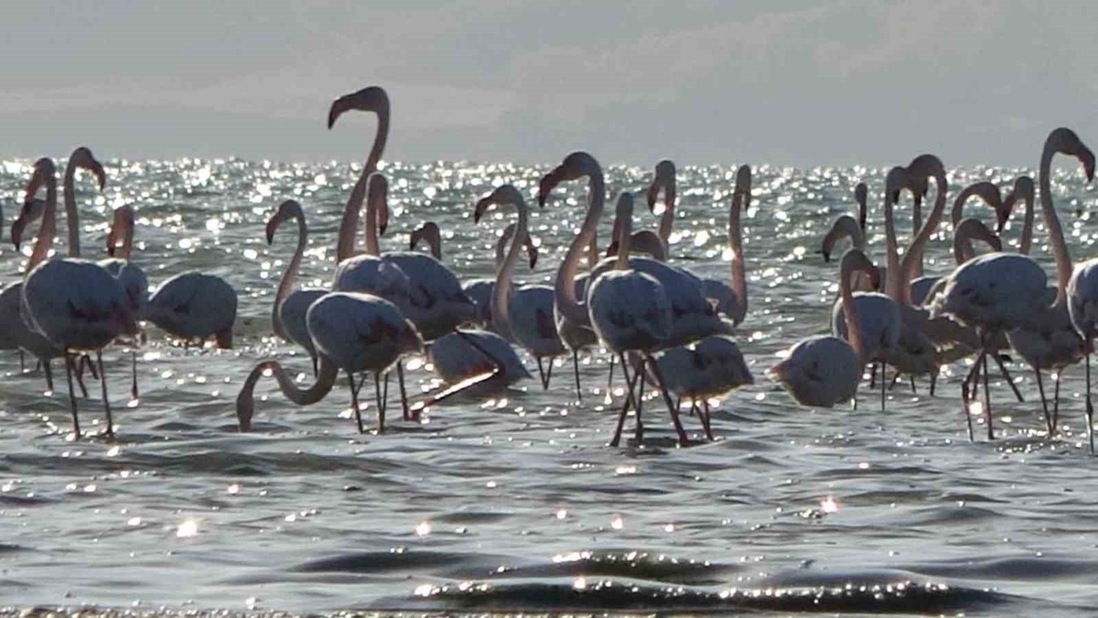 Van Gölü havzası flamingolarla renkleniyor