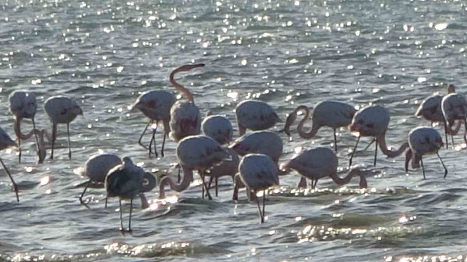 Van Gölü havzası flamingolarla renkleniyor