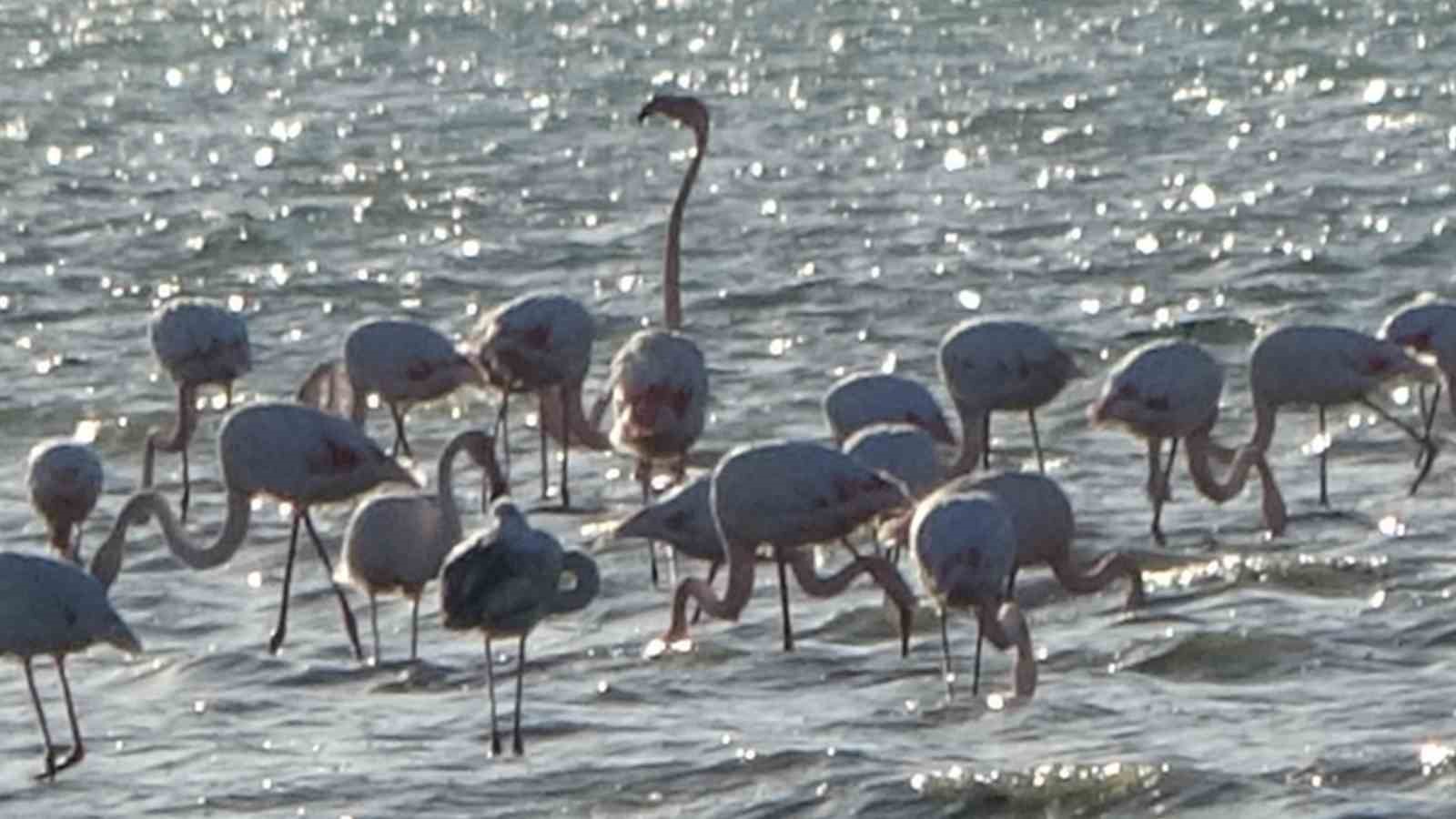 Van Gölü havzası flamingolarla renkleniyor