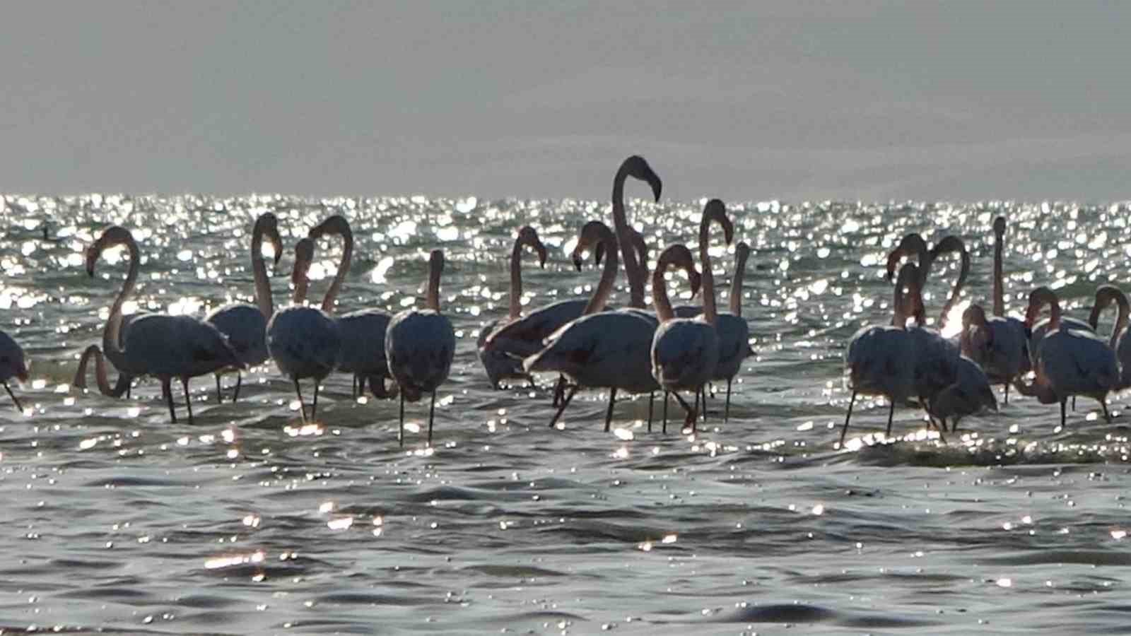 Van Gölü havzası flamingolarla renkleniyor
