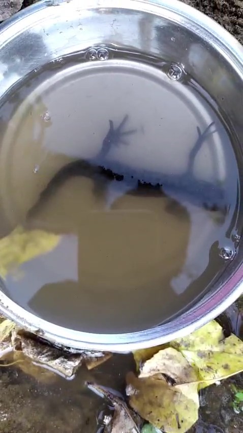 Su çektiği kuyudan semenderler çıktı