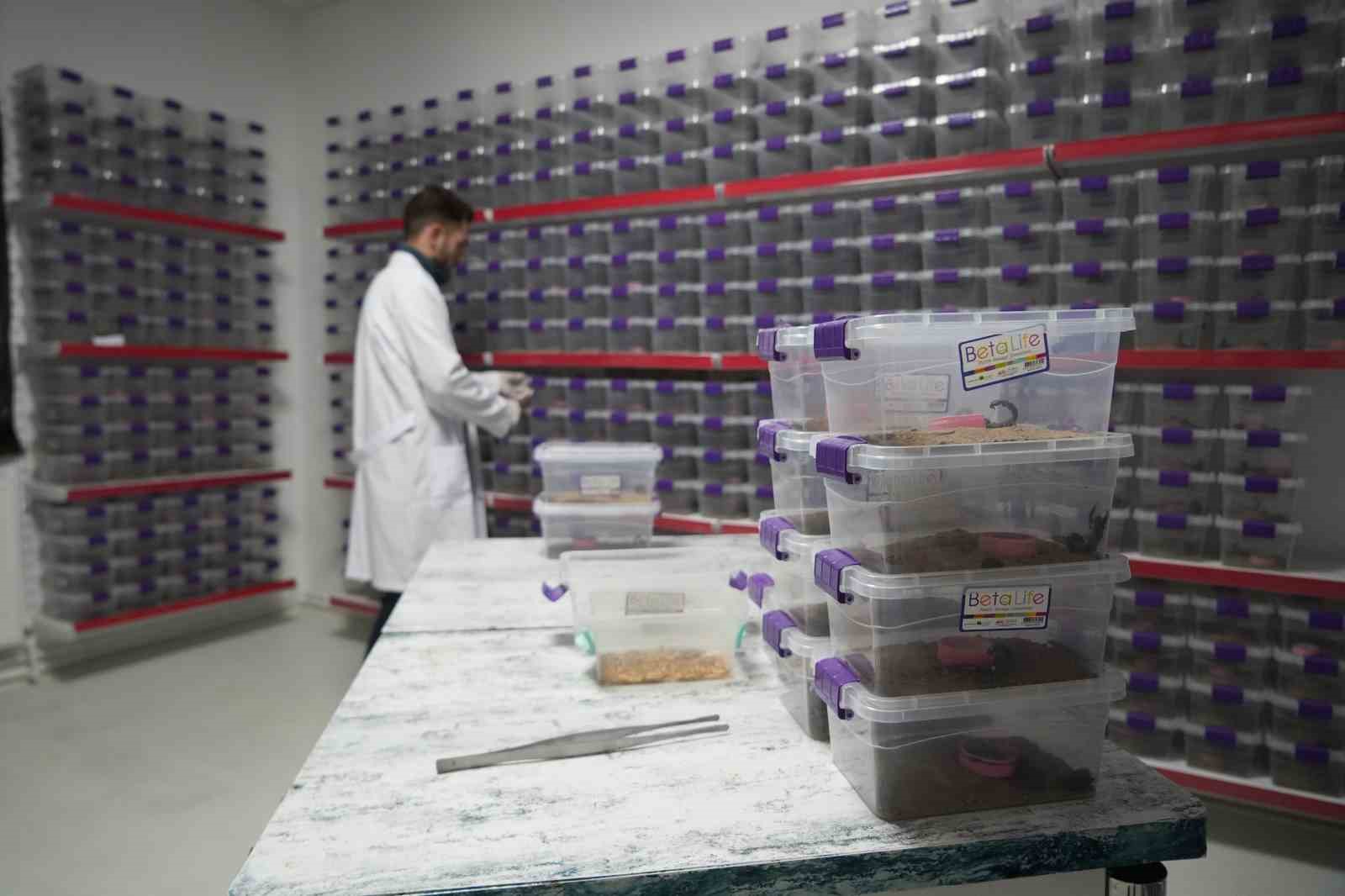 Niğde’den dünyaya ’akrep zehri’ ihracatı