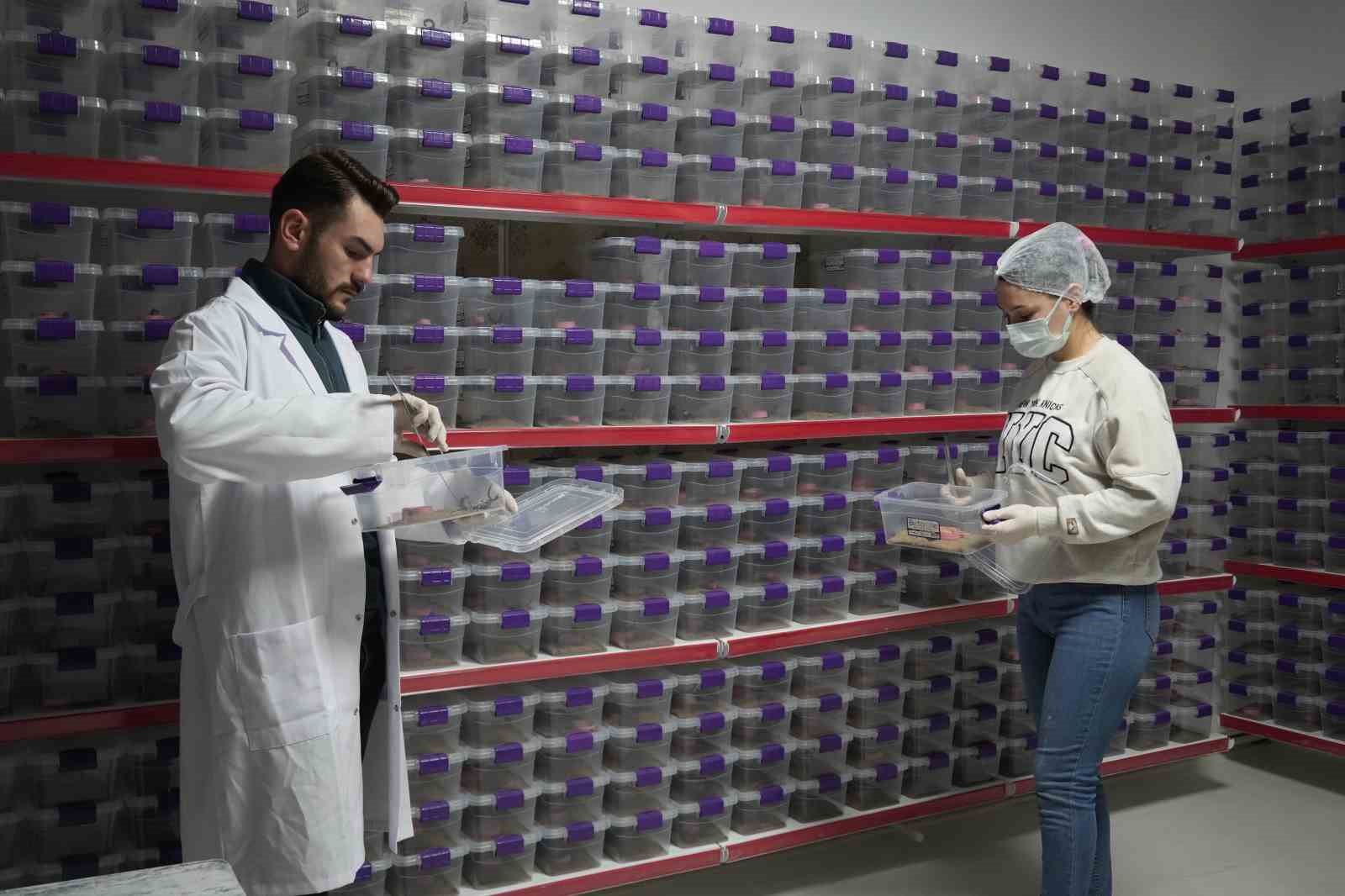 Niğde’den dünyaya ’akrep zehri’ ihracatı