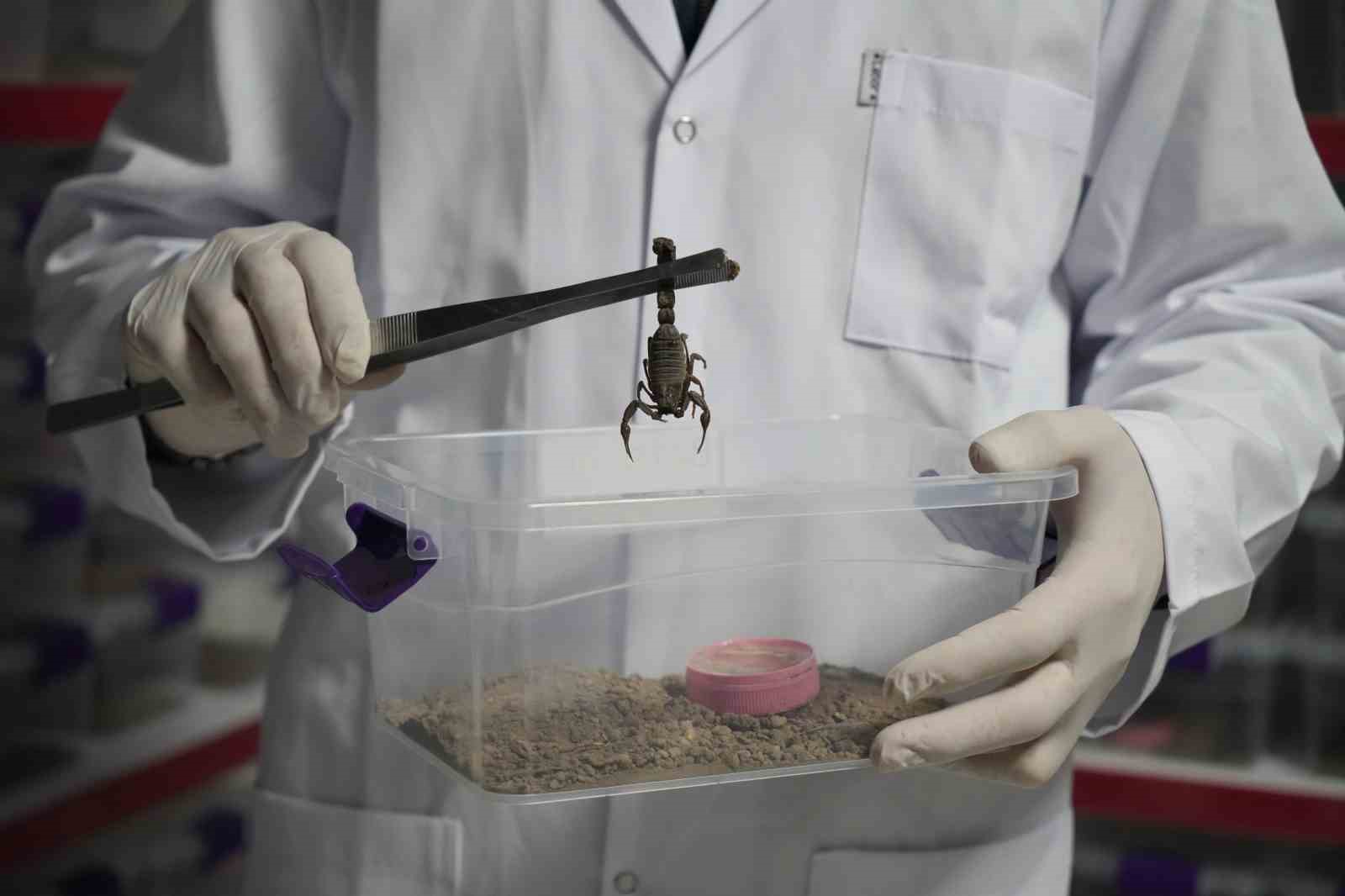 Niğde’den dünyaya ’akrep zehri’ ihracatı