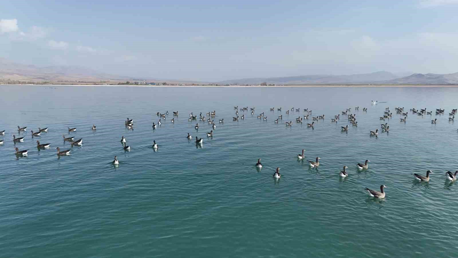 Erçek Gölü’nün yeni misafirleri küçük sakarcalar havadan görüntülendi