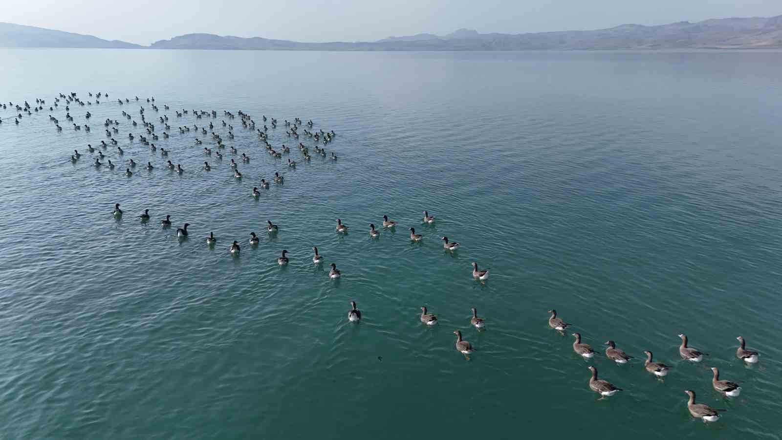 Erçek Gölü’nün yeni misafirleri küçük sakarcalar havadan görüntülendi