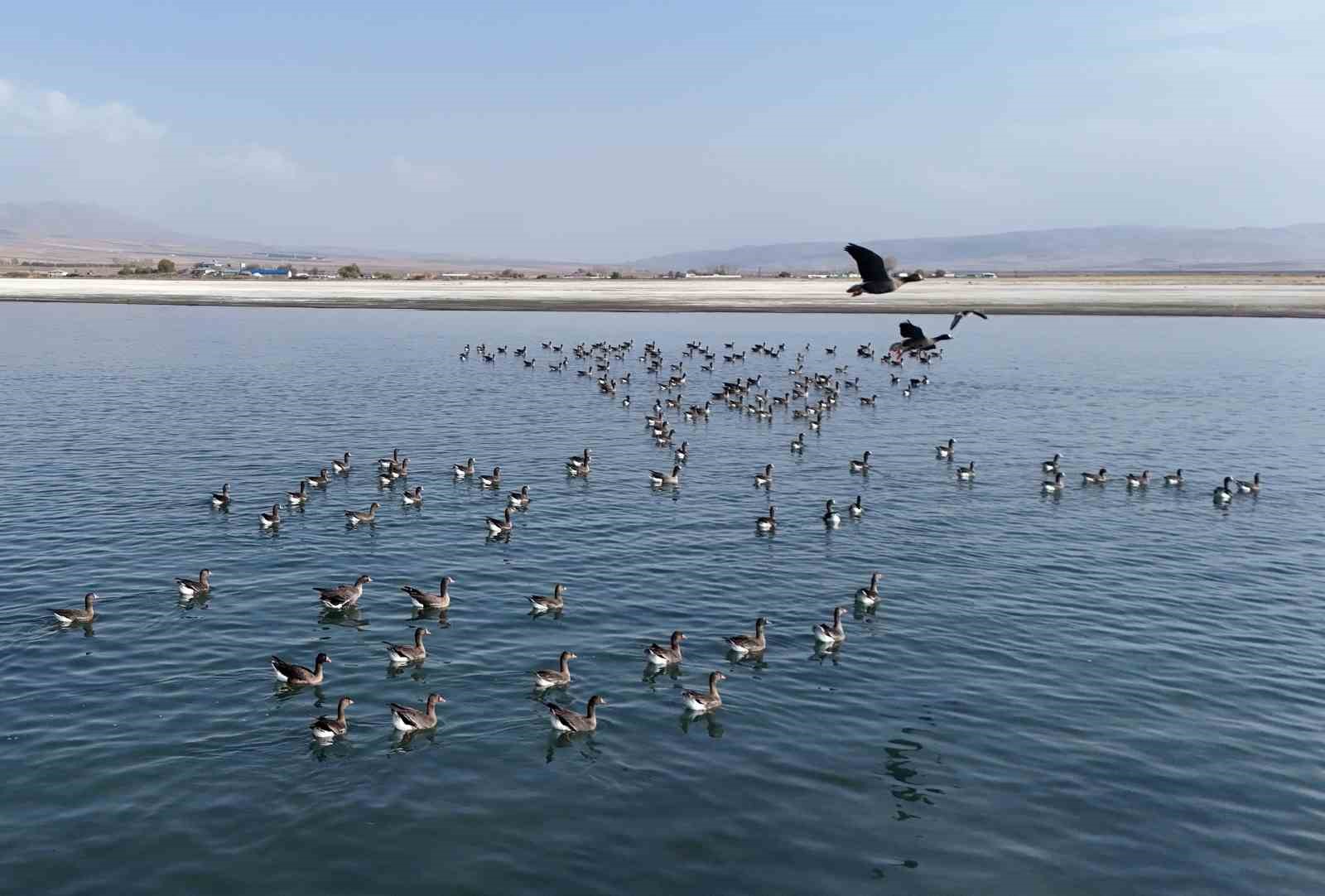 Erçek Gölü’nün yeni misafirleri küçük sakarcalar havadan görüntülendi