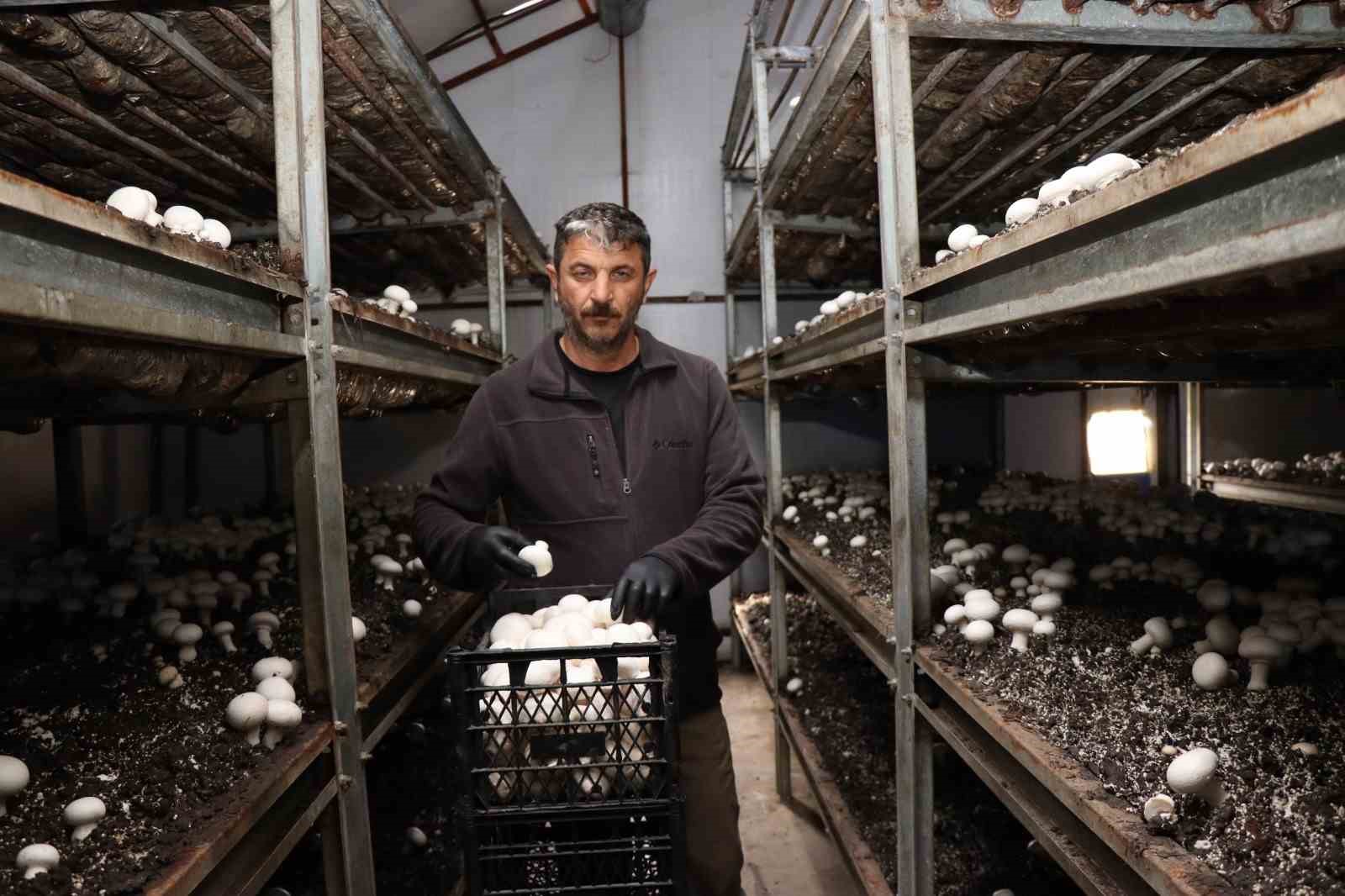 Yılın son mantar hasadı başladı