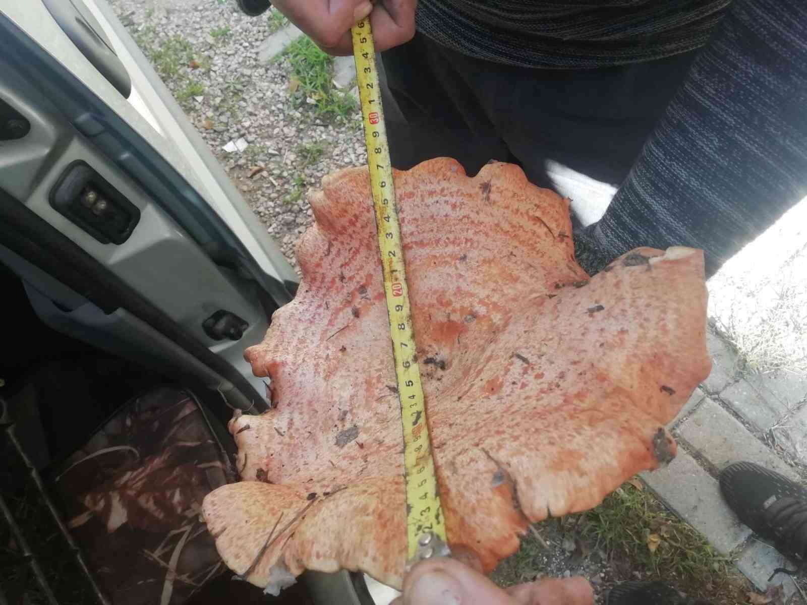 Kütahya’da bulunan dev mantar şaşırttı