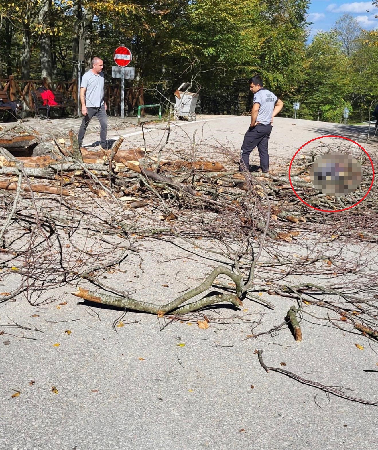 Üzerine ağaç düşen belediye işçisi hayatını kaybetti