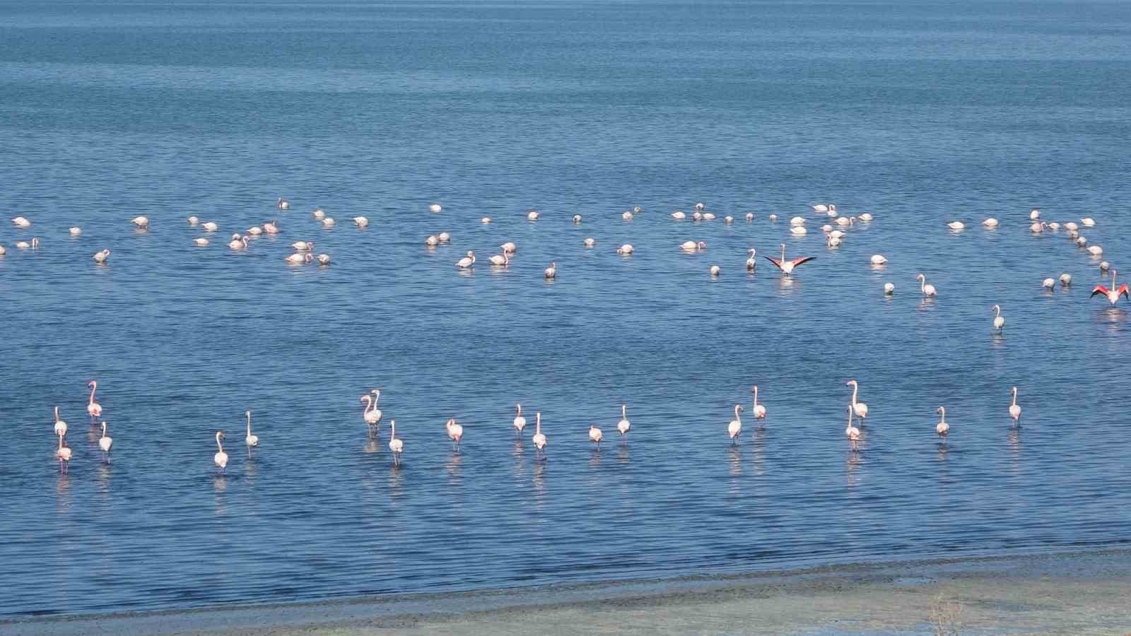 Urmiye Gölü kuruyunca flamingolar Van’a akın etti