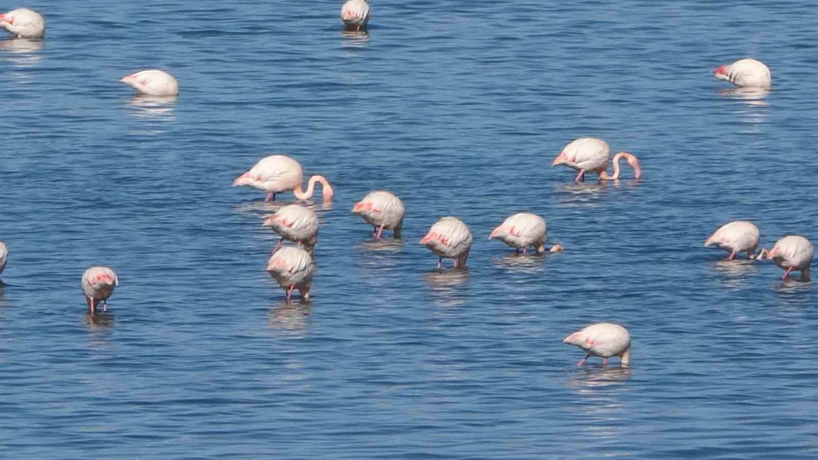 Urmiye Gölü kuruyunca flamingolar Van’a akın etti