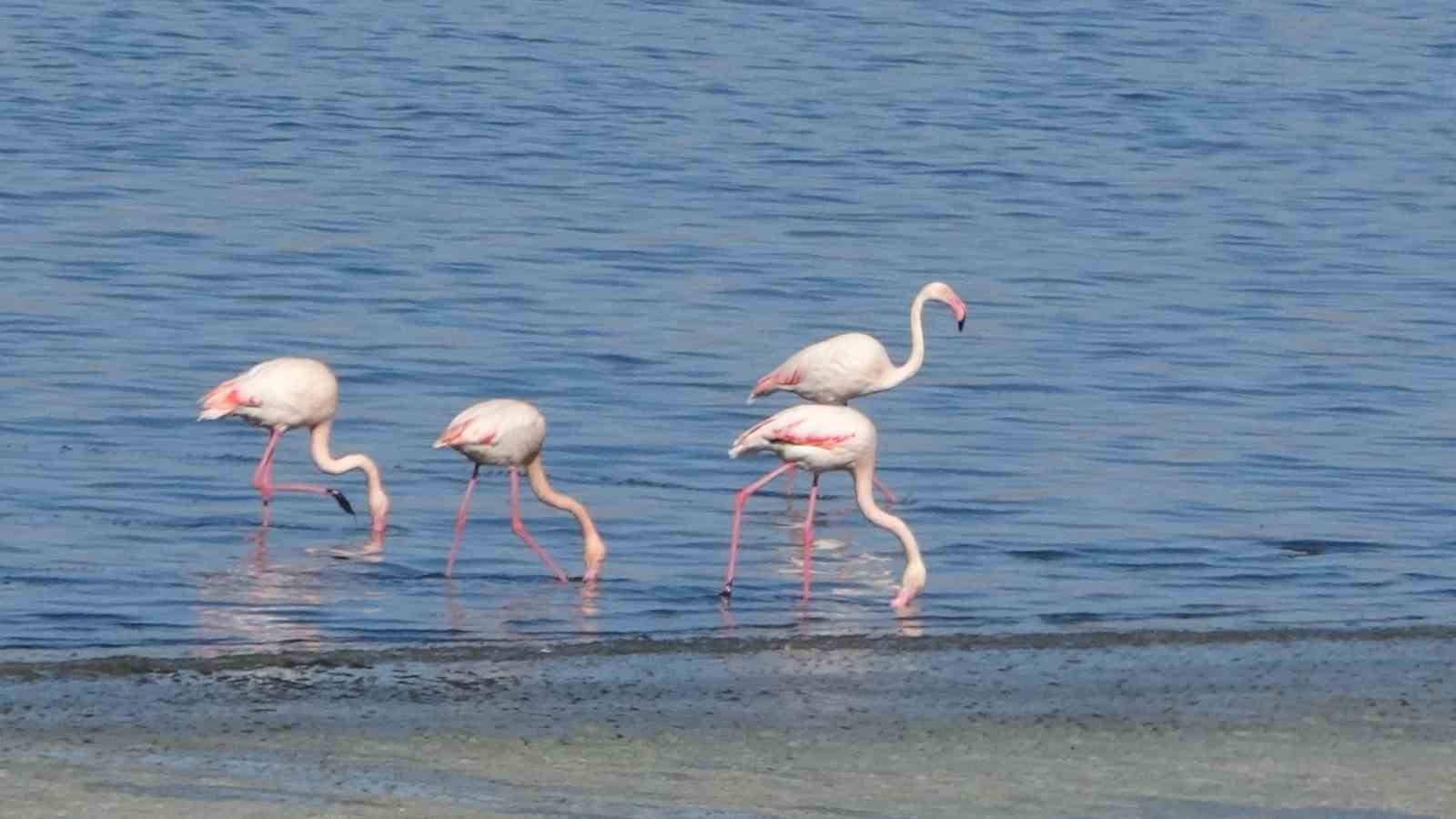 Urmiye Gölü kuruyunca flamingolar Van’a akın etti