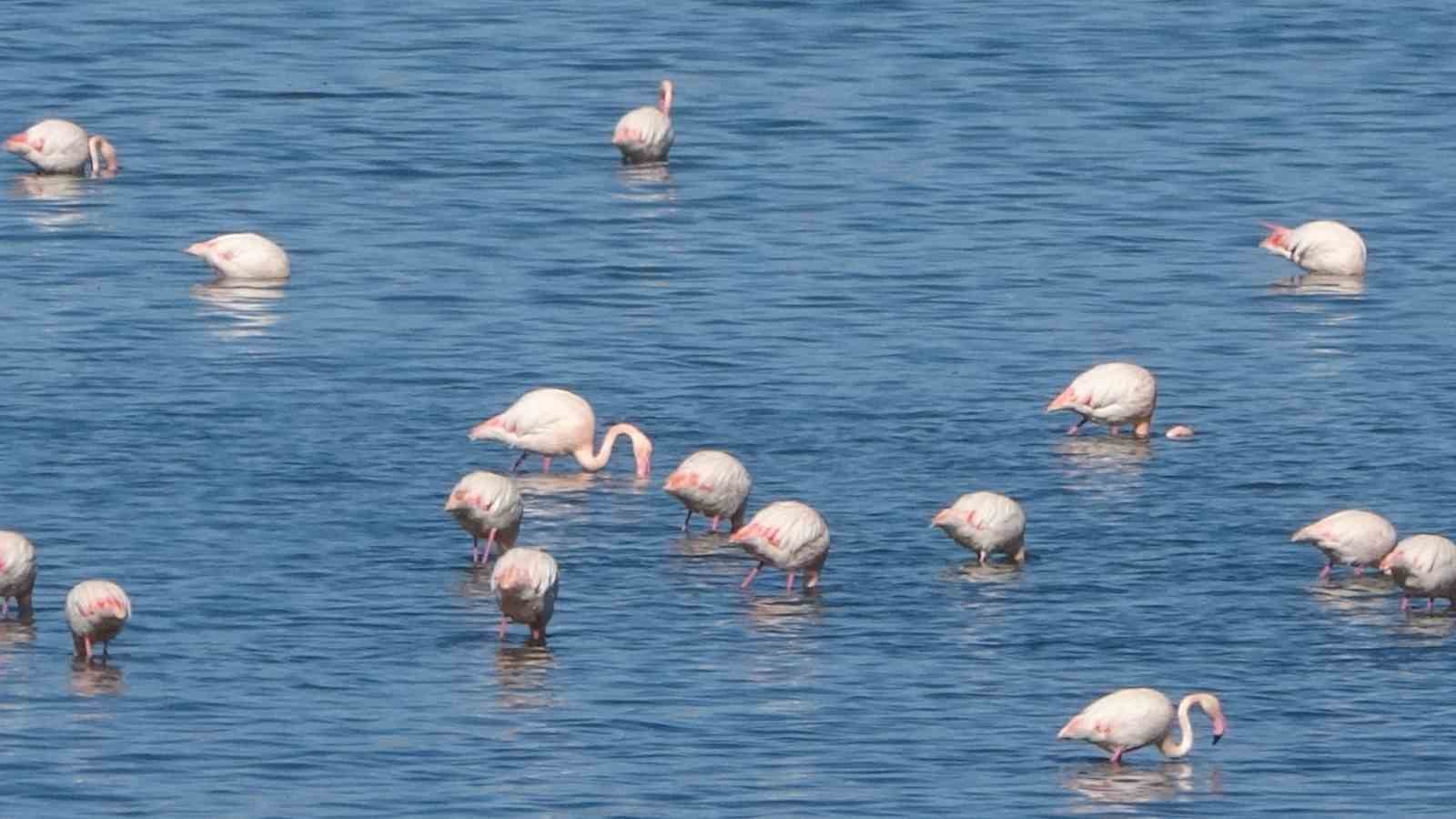 Urmiye Gölü kuruyunca flamingolar Van’a akın etti