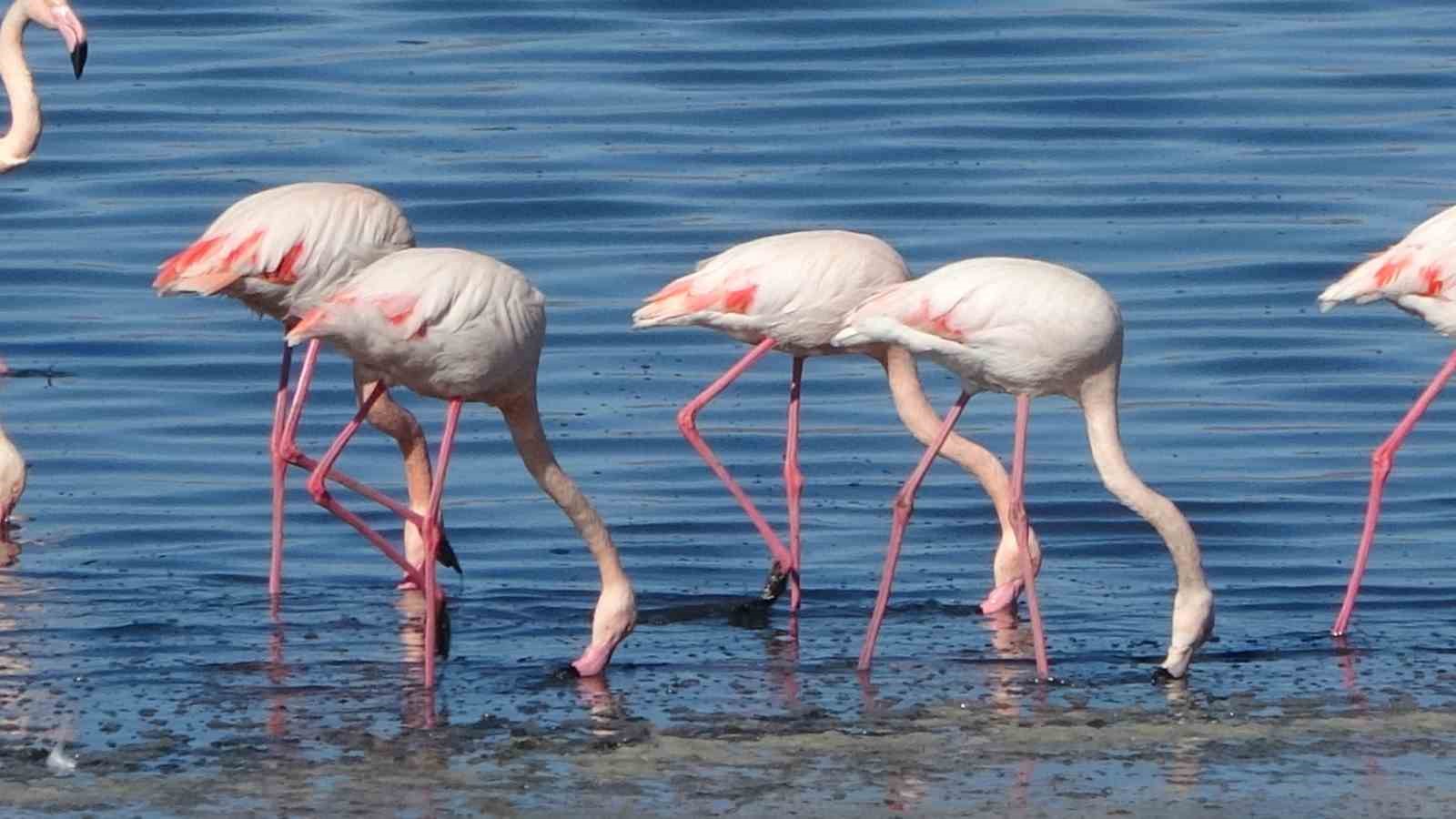 Urmiye Gölü kuruyunca flamingolar Van’a akın etti
