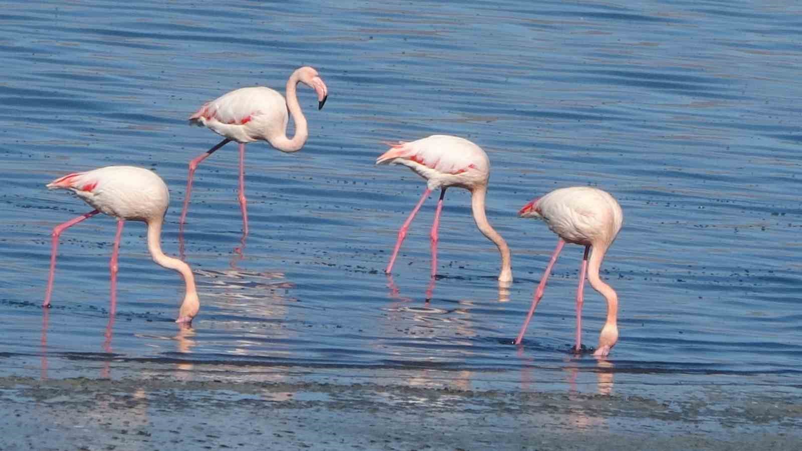 Urmiye Gölü kuruyunca flamingolar Van’a akın etti