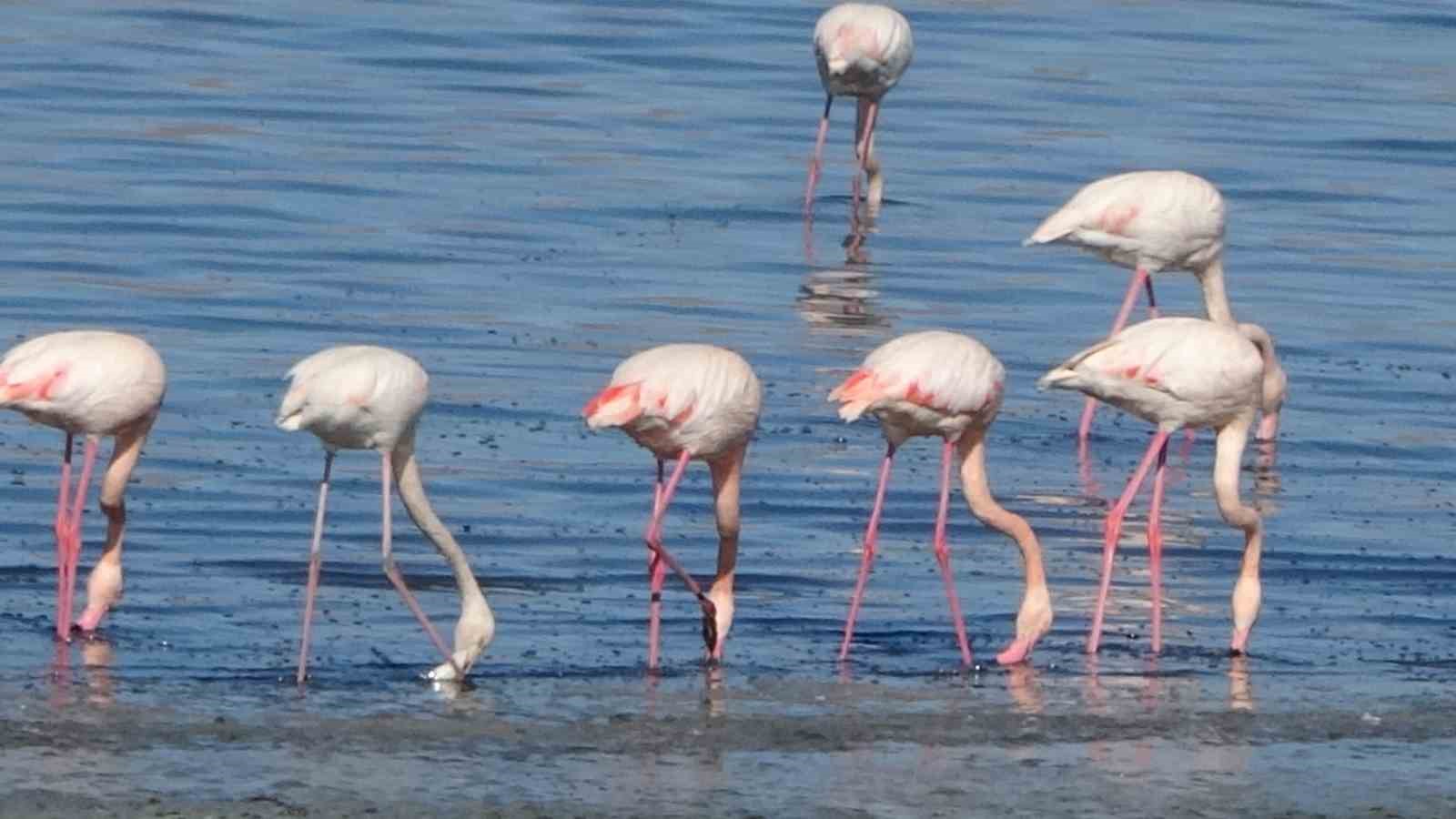 Urmiye Gölü kuruyunca flamingolar Van’a akın etti